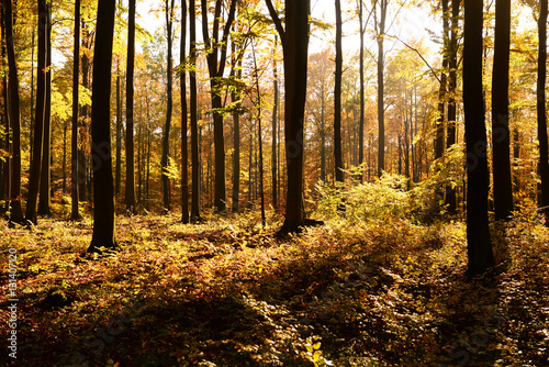 autumn forest © Piotr Krzeslak