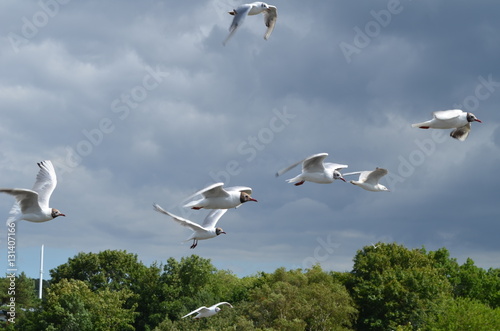 Mewy w locie/Seagulls flying