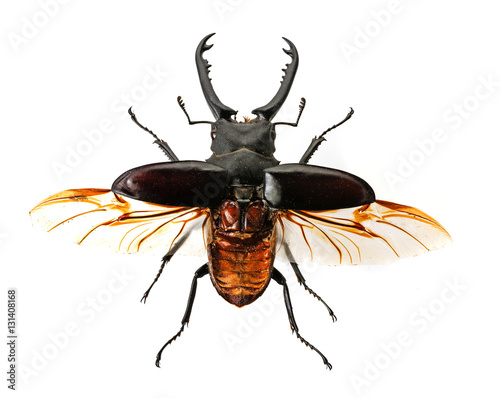 stag beetle isolated on white background photo