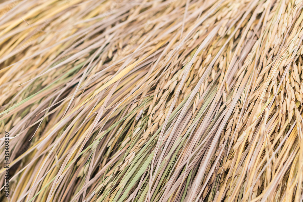 Golden Paddy rice, jasmine rice also know as Hommali rice Golden Paddy rice, jasmine rice also know as Hommali rice