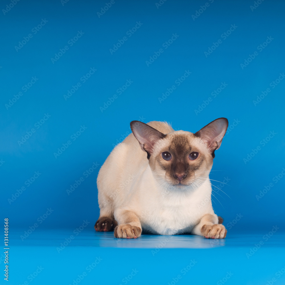 Siam cat on blue
