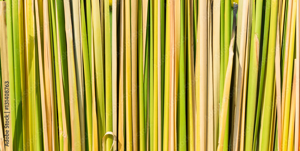 Green leaf background Green leaf background