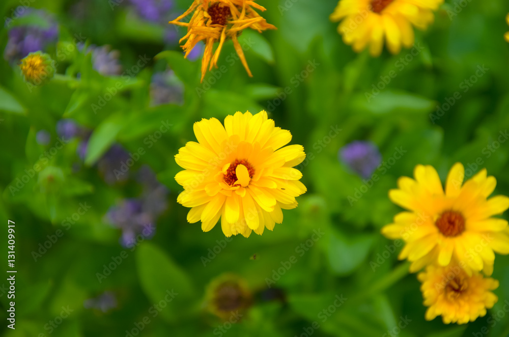 Garden of calendulas flowers at summer Garden of calendulas flowers at summer