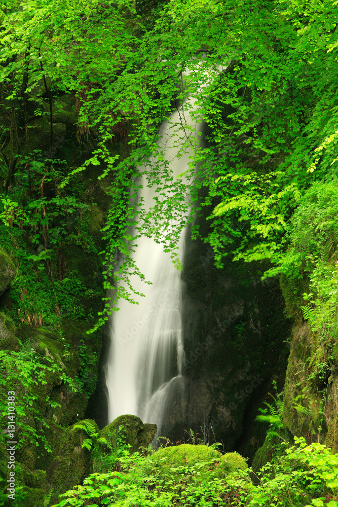 Obraz premium Waterfall in Green Spring Forest