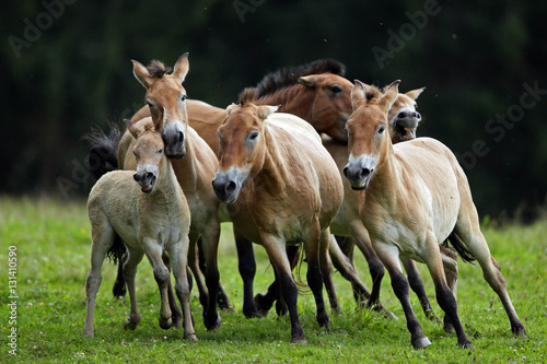 Wild horses running