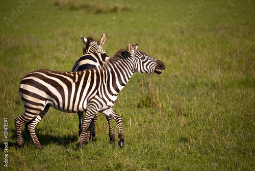 Two zebras frolicking against background of green grass