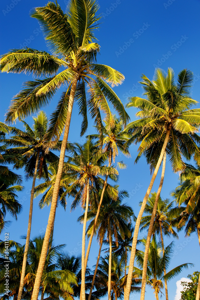 Palm trees agains blue sky in Lavena on Taveuni Island, Fiji