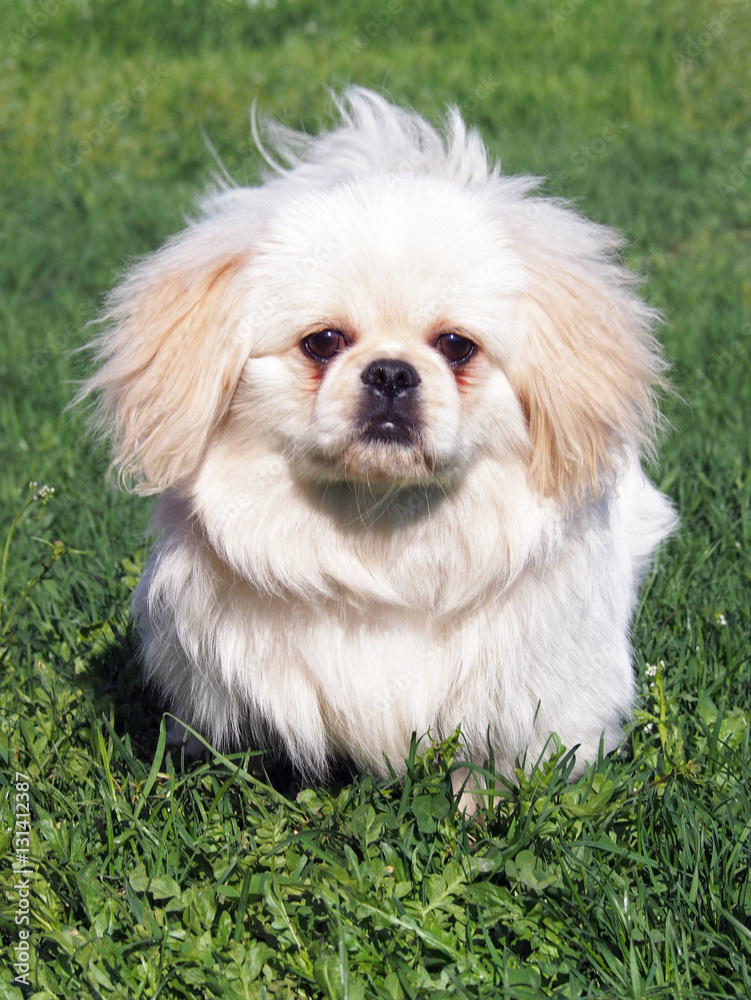 Puppy of breed pekingese on spring lawn