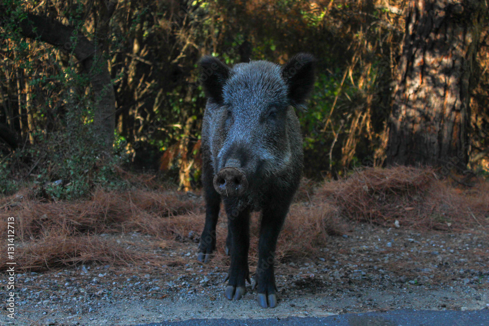 pig pig