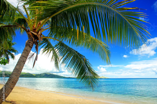 Leaning palm tree at the beach, Nananu-i-Ra island, Fiji