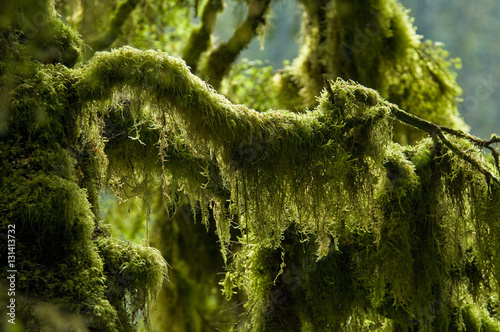 Green Sphagnum Moss, Temperature Rainforest, Alaska