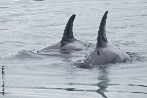 Pair of Orcas, Alaska
