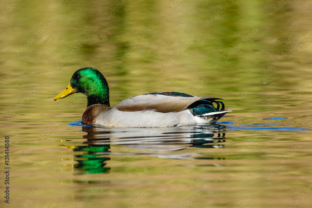 Fototapeta premium Mallard Drake with reflection iridescent