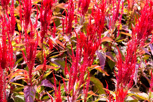 Fototapeta Naklejka Na Ścianę i Meble -  colorful celosia flower