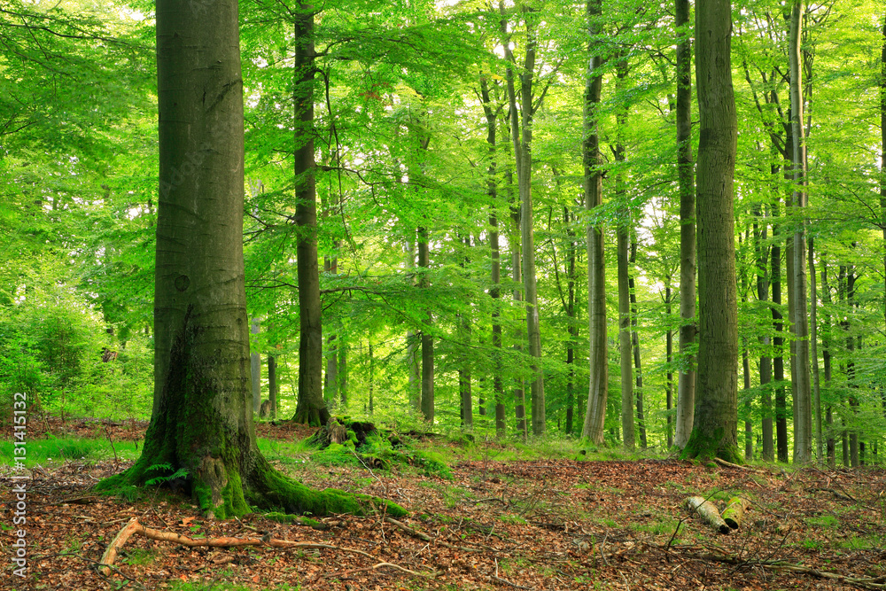 Green Forest of Old Beech Trees in Summer, Kellerwald National Park, Germany Green Forest of Old Beech Trees in Summer, Kellerwald National Park, Germany