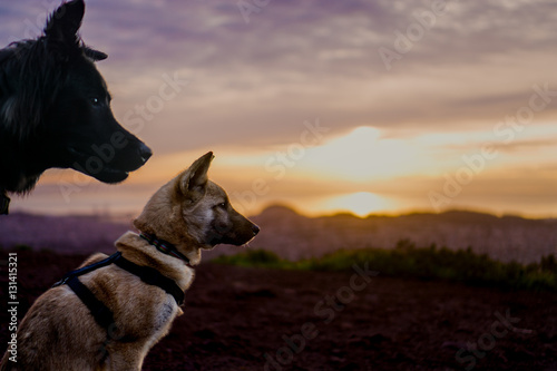 Wise dogs gazing at what the sun reveals