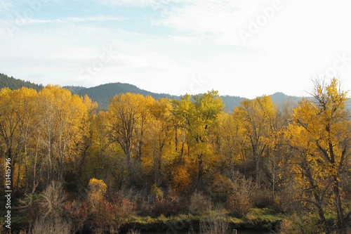 Beautiful yellow fall foliage in front of a mountain backdrop