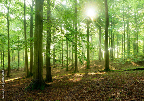 Sonnenstrahlen im naturnahen Buchenwald, Stubnitz, Nationalpark Jasmund, Insel Rügen, Mecklenburg-Vorpommern, Deutschland