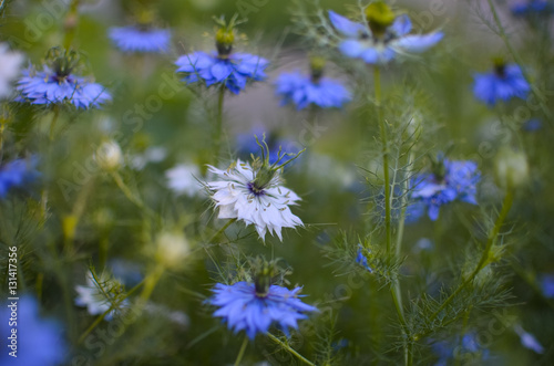 Nigella sativa - nature blue and white flowers