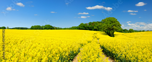 Tractor Tracks through Endless Fields of Oilseed rape blossoming under Blue Sky with Clouds