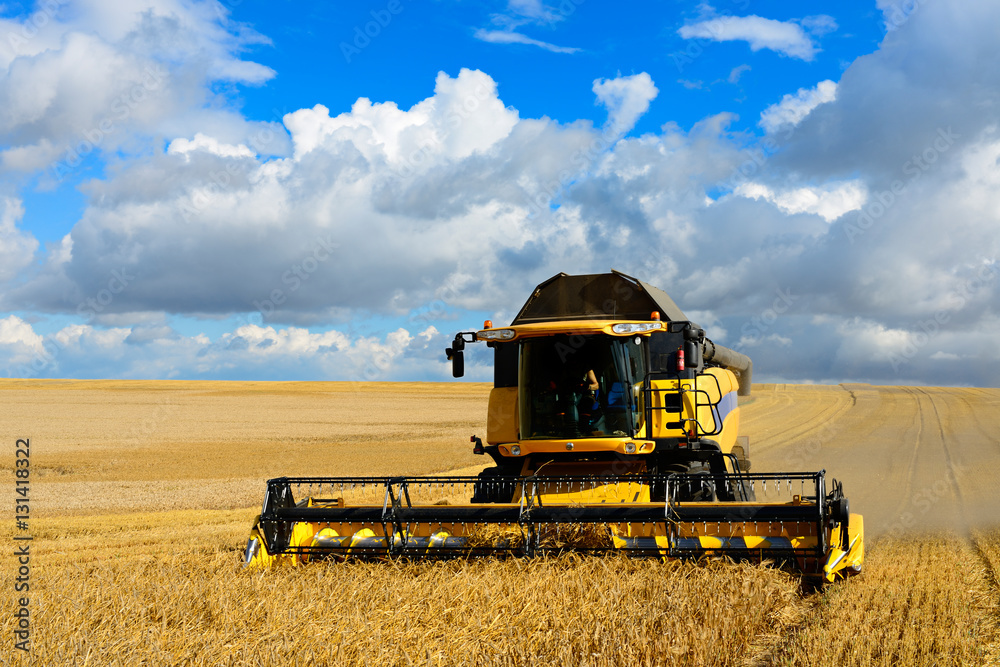 Obraz premium Combine Harvester Cutting Wheat, Summer Landscape of endless Fields under blue sky with clouds