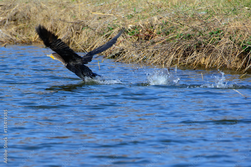 Naklejka premium Great Cormorant (Phalacrocorax carbo) taking flight from lake. Splashing water.