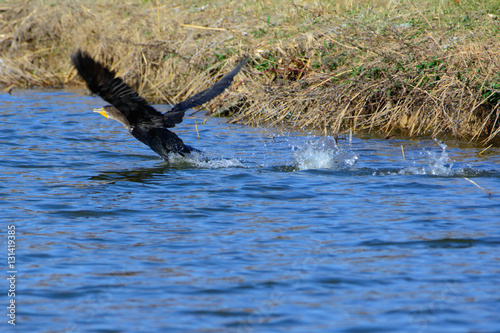 Great Cormorant (Phalacrocorax carbo) taking flight from lake. Splashing water.