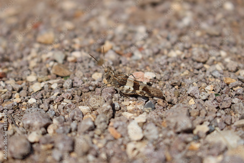 Grasshopper Grasshopper