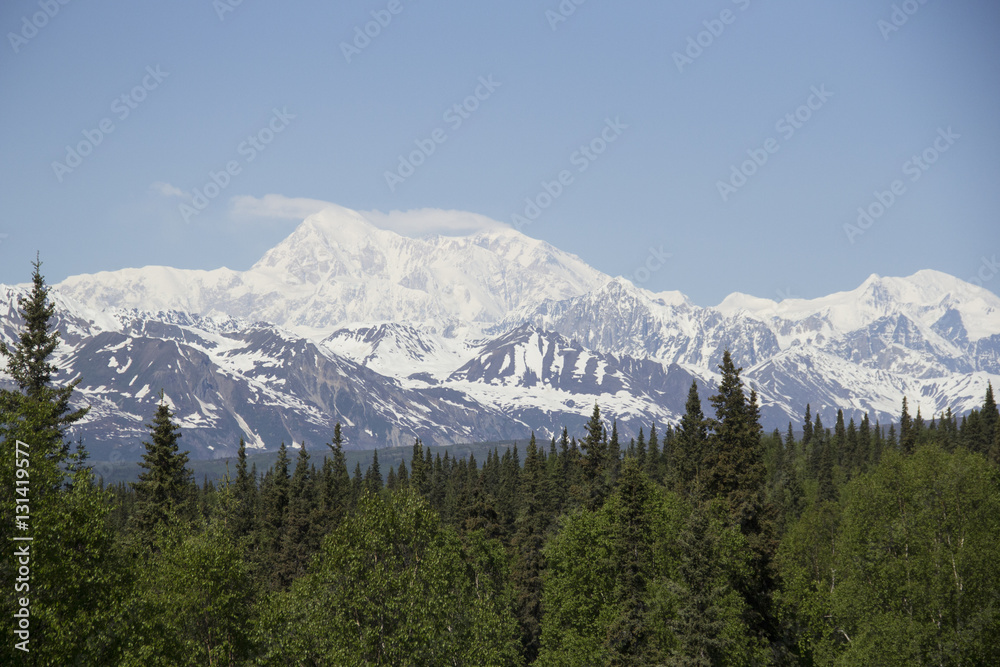 Denali mountain behind a backdrop of dense Alaskan forest