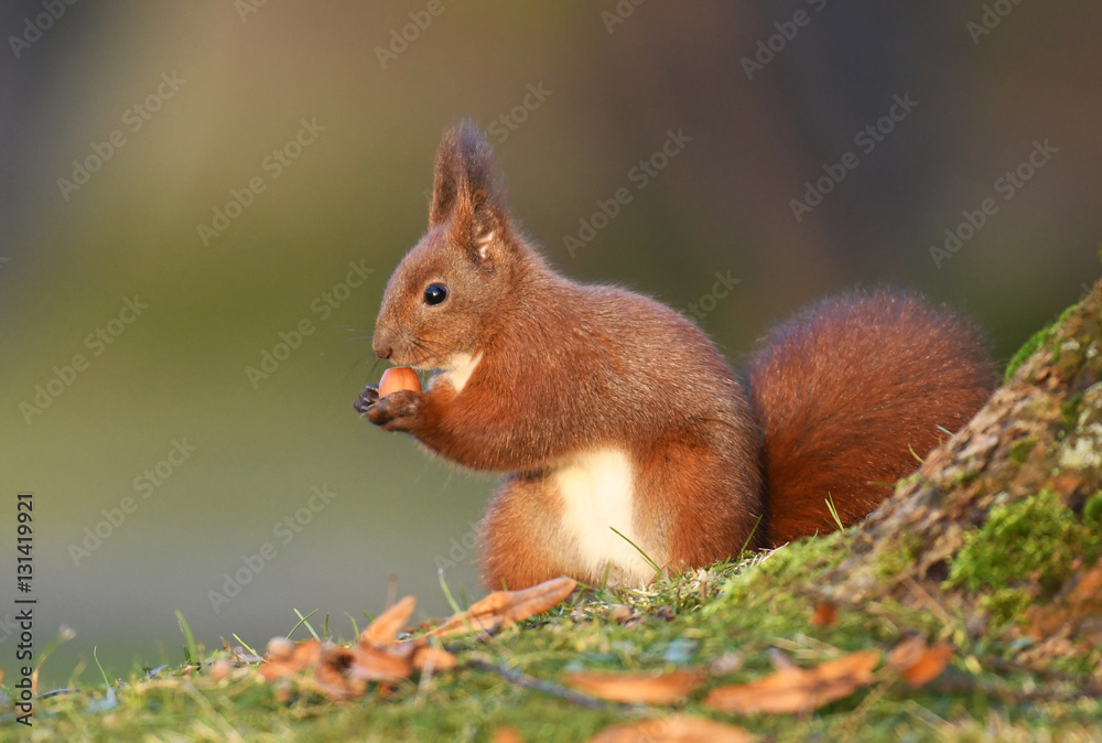 Red Squirrel (Sciurus vulgaris) Red Squirrel (Sciurus vulgaris)