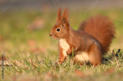 Red Squirrel  Sciurus vulgaris 