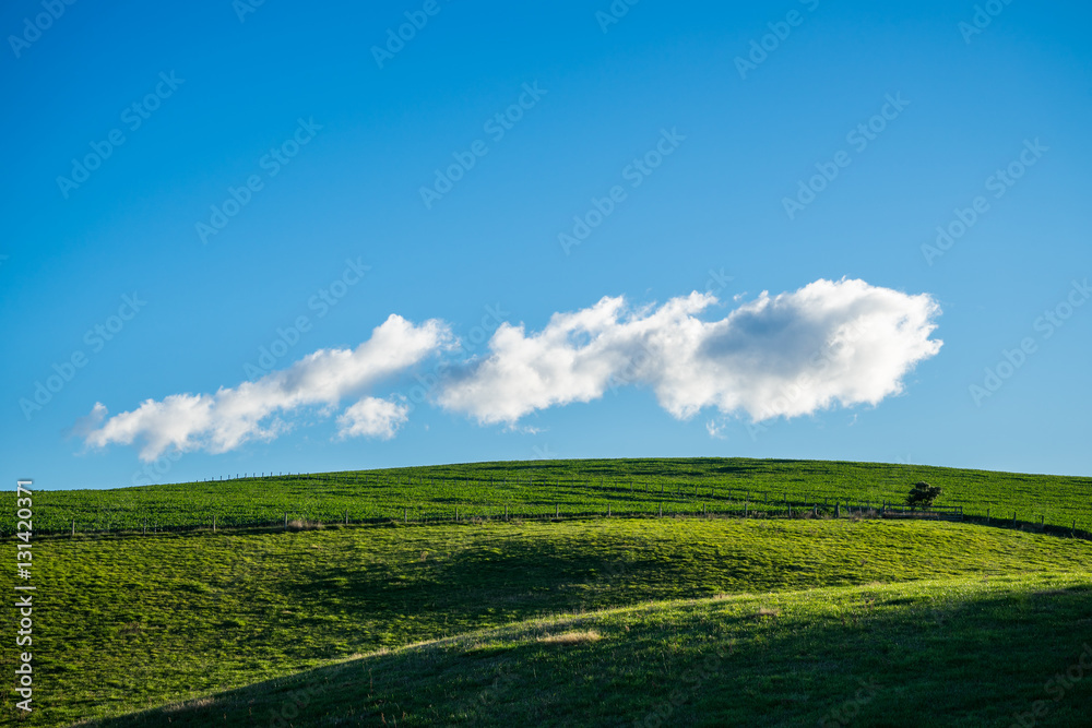 Green meadow and blue sky