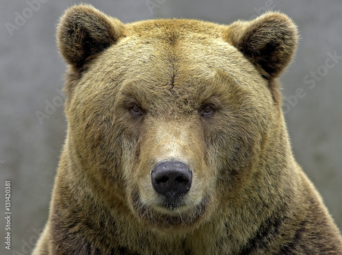 Brown bear head shot simetry, eyecontact photo