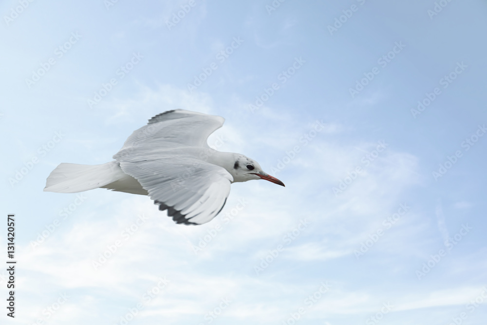 Obraz premium Seagull in flight
