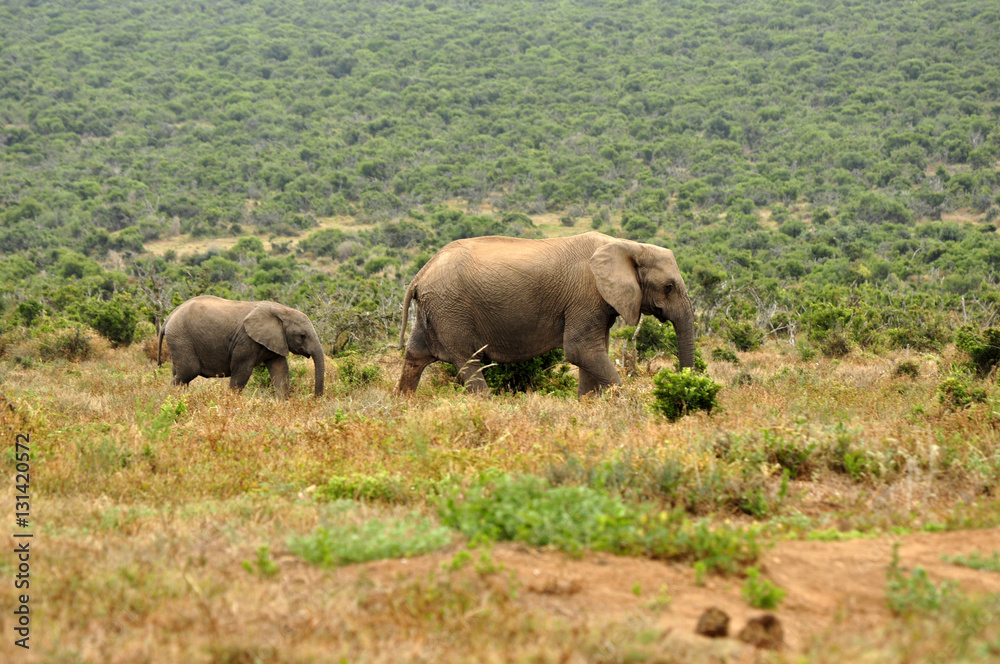 Elephants in the wild, Eastern Cape, South Africa