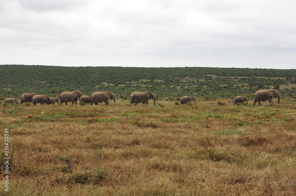 Elephants in the wild, Eastern Cape, South Africa