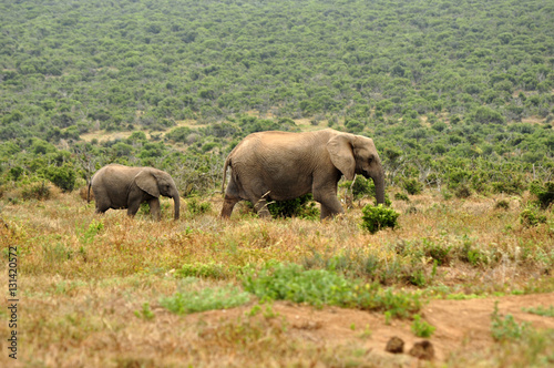 Elephants in the wild  Eastern Cape  South Africa