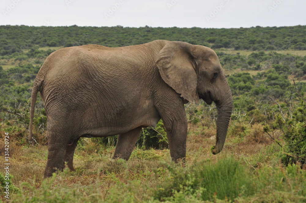 Elephants in the wild, Eastern Cape, South Africa