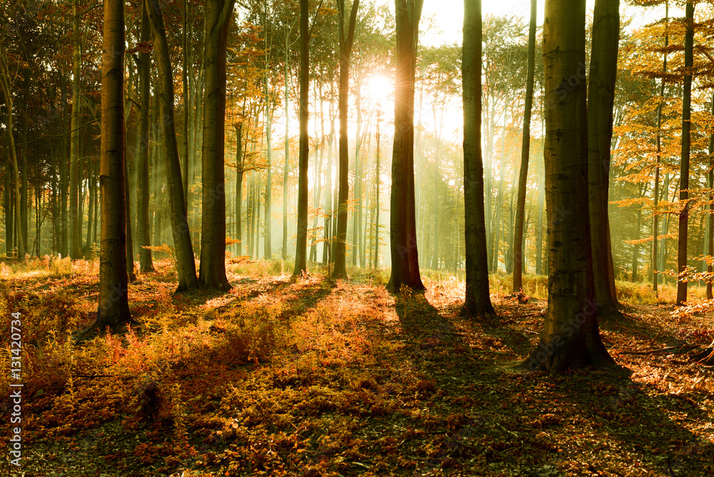 Obraz premium autumn forest