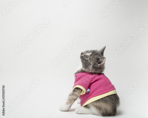 Cute of playful the kitten in scarlet shirt on white background