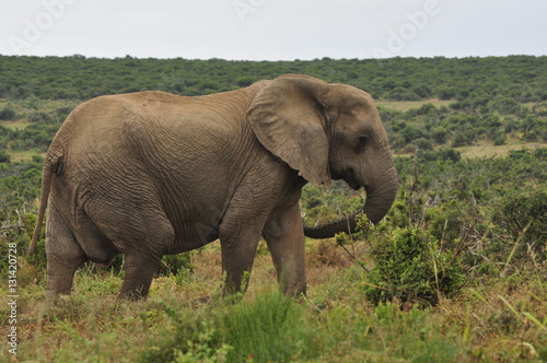 Elephants in the wild  Eastern Cape  South Africa