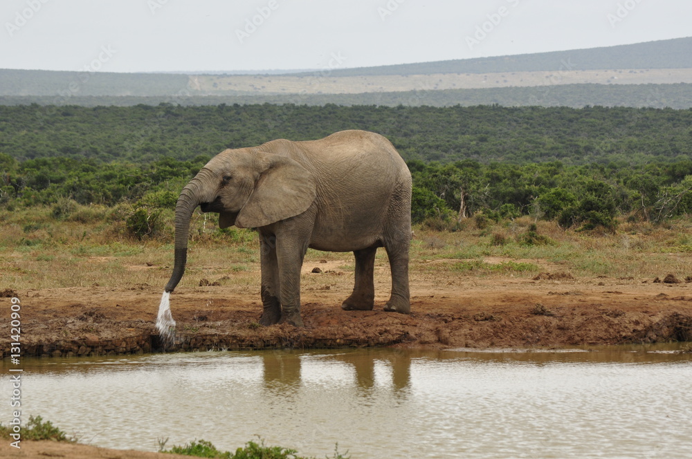Elephants in the wild, Eastern Cape, South Africa Elephants in the wild, Eastern Cape, South Africa
