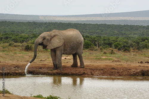 Elephants in the wild  Eastern Cape  South Africa