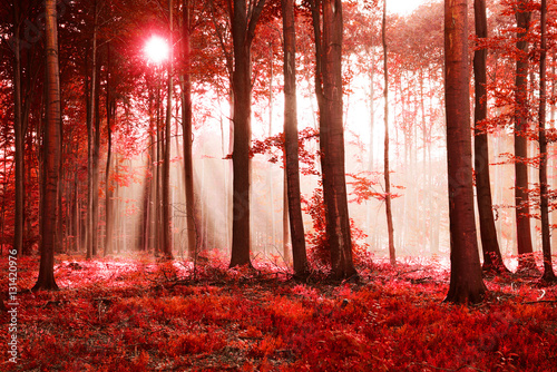 Fototapeta Naklejka Na Ścianę i Meble -  autumn forest