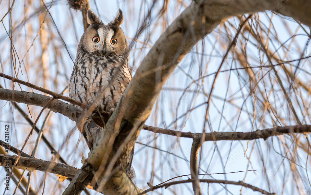Obraz premium Long-eared owl (Asio otus)