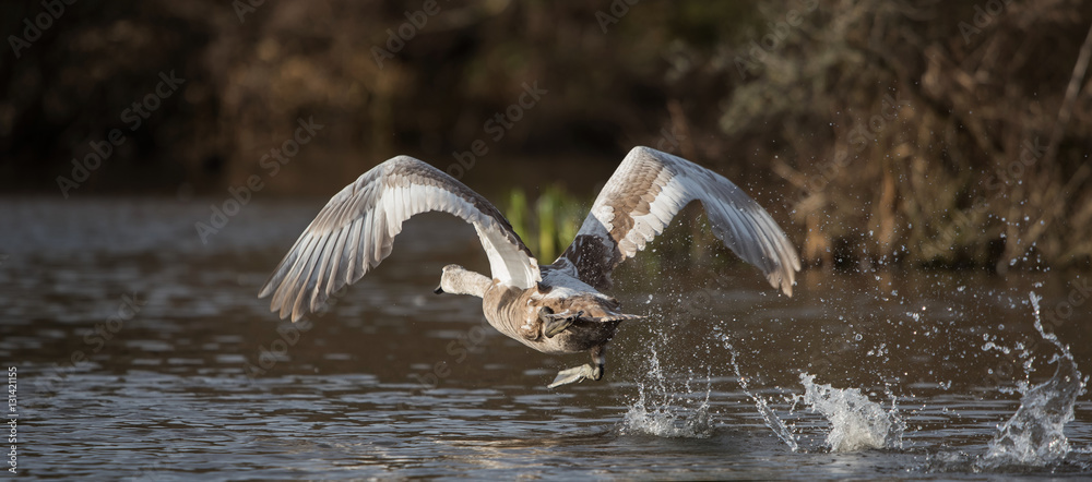 Naklejka premium Mute Swan, Swans, Cygnus olor