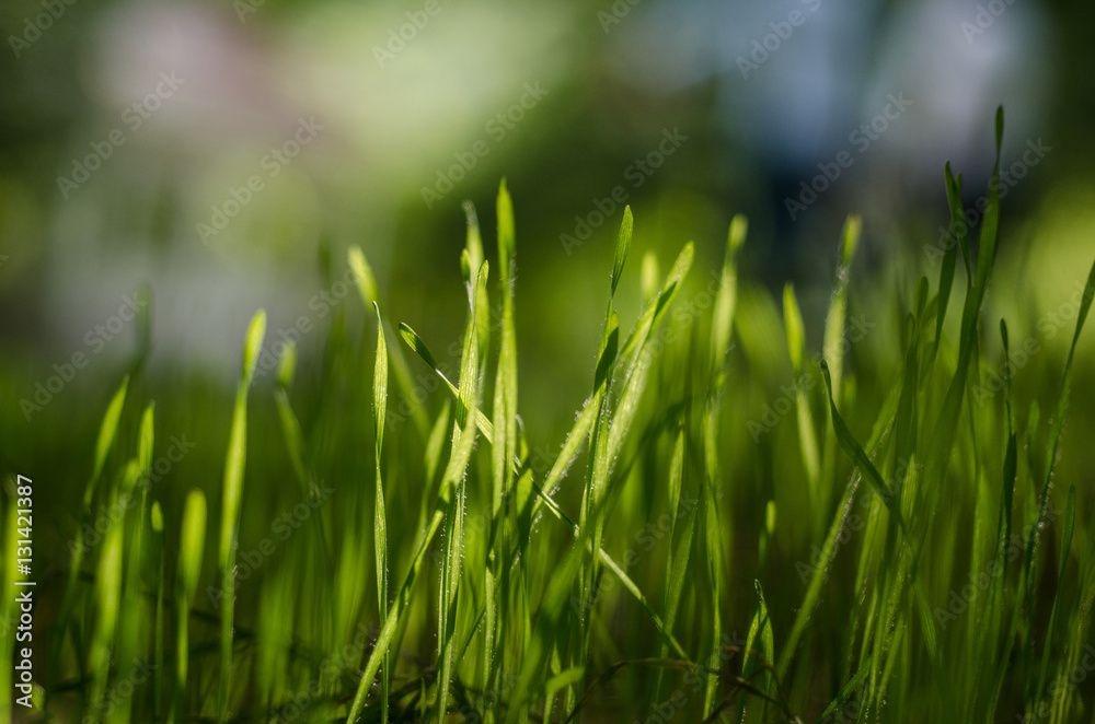 Green grass fresh and bright  close up or spring mood