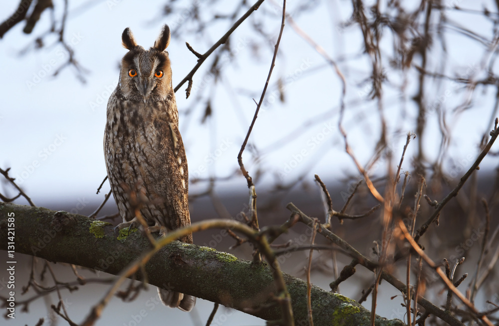 Obraz premium Long-eared owl (Asio otus)