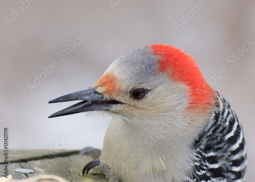Red-bellied Woodpecker Head Shot