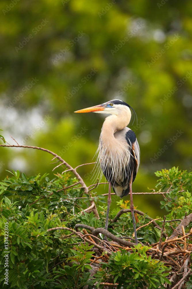 Great Blue Heron standing on a nest. It is the largest North Ame
